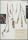 Foto von Salix repens subsp. incubacea (L.) A. Neumann